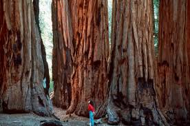 Redwoods4