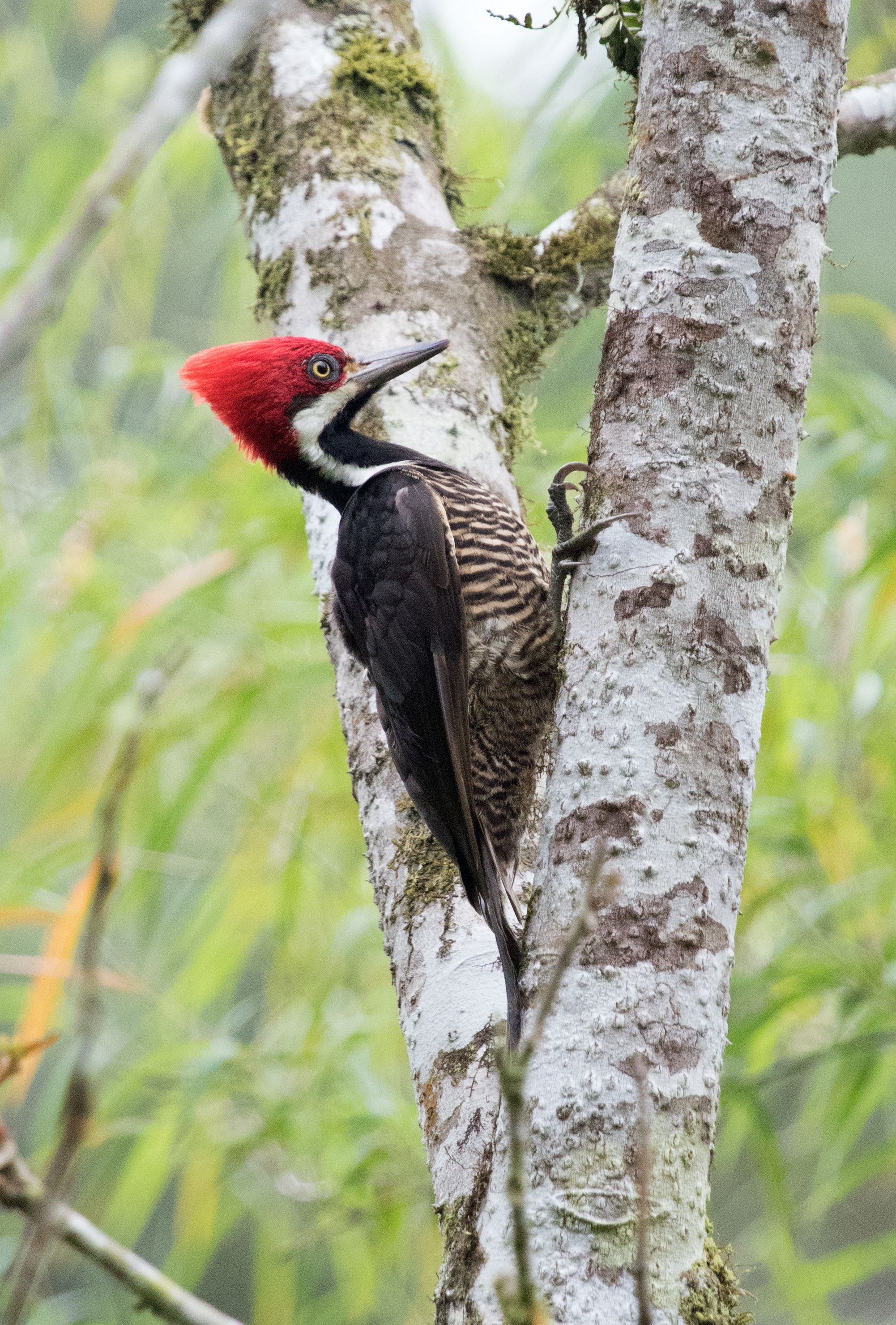 Guayaquil Woodpecker 2L4A8485 copy (1)