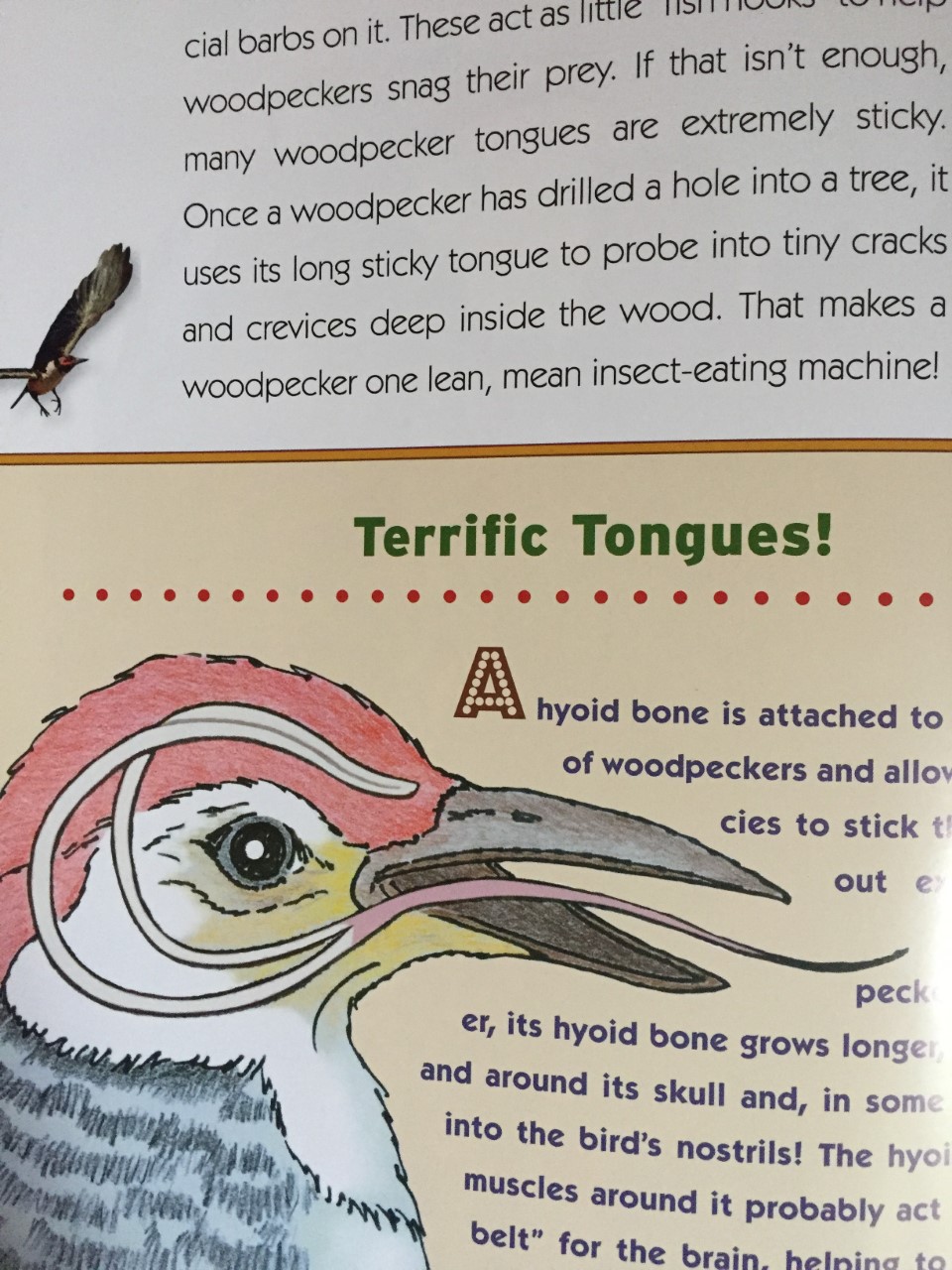 Woodpecker6